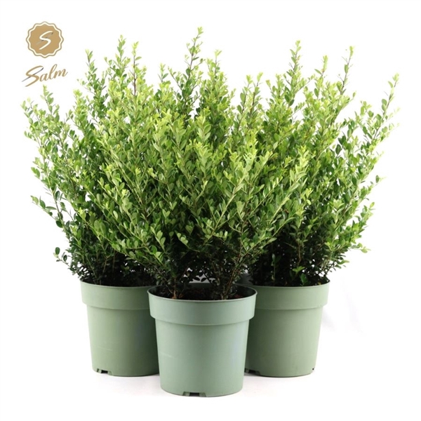 <h4>Ilex crenata 'Jenny'® P21</h4>