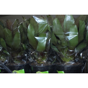 BROMELIA IMPERIAL P27 VERDE/VERMELHO