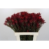 Leucadendron Blush Spray