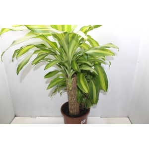 DRACENA MASSANGEANA P24