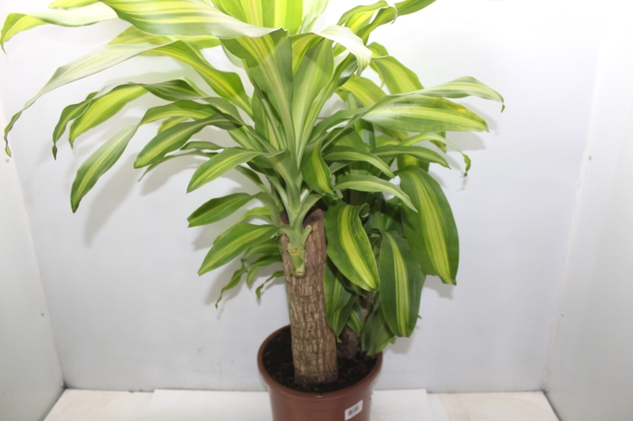 <h4>DRACENA MASSANGEANA P24</h4>