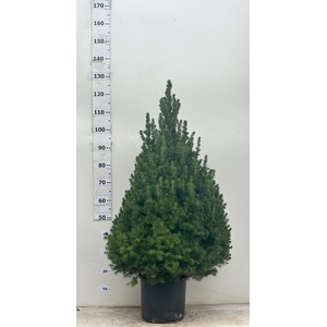 PICEA GL CONICA