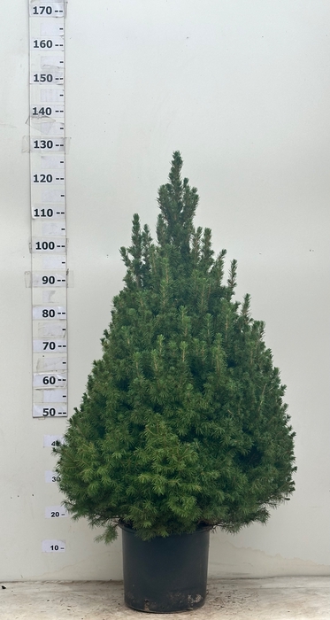 <h4>PICEA GL CONICA</h4>