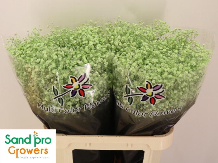 <h4>GYPS KLB H%</h4>