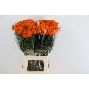TAG E PROMISE ORANGE