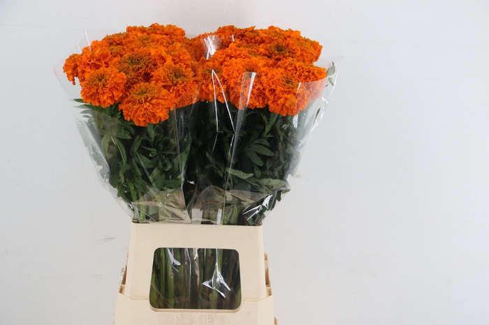 <h4>TAG E PROMISE ORANGE</h4>