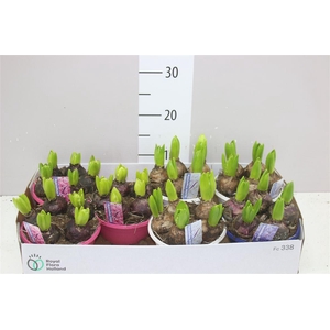 Hyacinthus Gemengd 5pp In Schaal Colour