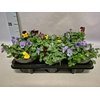 Viola cornuta 13 cm Trio Yellow, Yellow red wing, Red