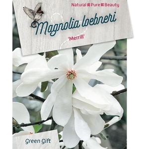 Magnolia 'Loeb. Merril' (white) - 23 cm
