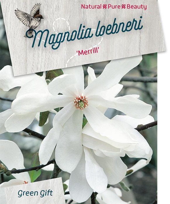<h4>Magnolia 'Loeb. Merril' (white) - 23 cm</h4>