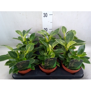 Philodendron   ...