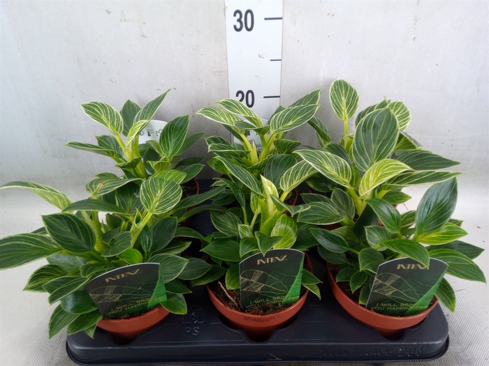 <h4>Philodendron   ...</h4>