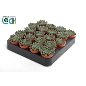 Echeveria Glauca