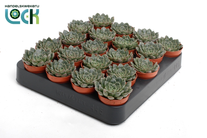 <h4>Echeveria Glauca</h4>