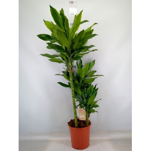 Dracaena frag. 'Steudneri'