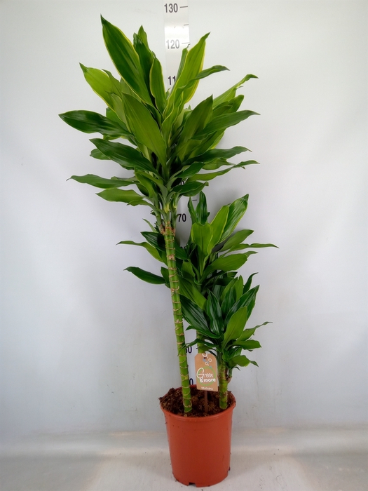 <h4>Dracaena frag. 'Steudneri'</h4>