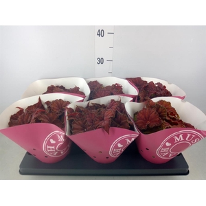 Begonia BD 'Beleaf Amber Love'