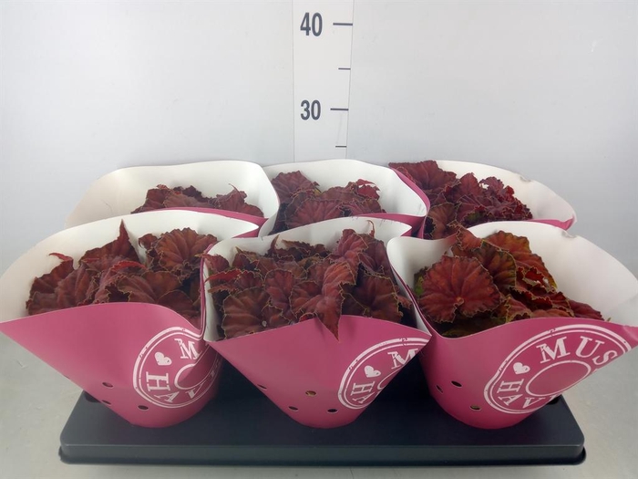 <h4>Begonia BD 'Beleaf Amber Love'</h4>