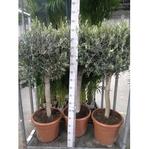 Olea europaea
