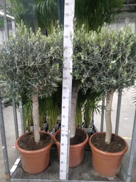 <h4>Olea europaea</h4>