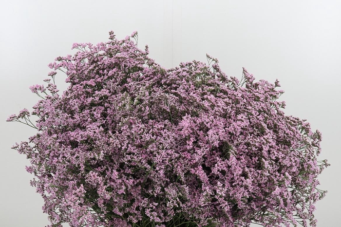 <h4>Lim Saf Oshi Pink</h4>