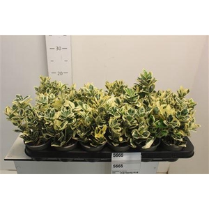 Euonymus Ja Marieke