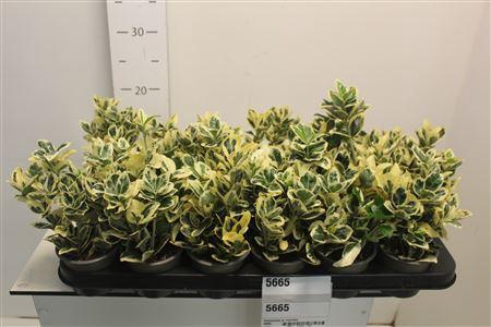 <h4>Euonymus Ja Marieke</h4>