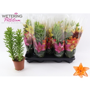 LIL AS TINY DO DUTCH