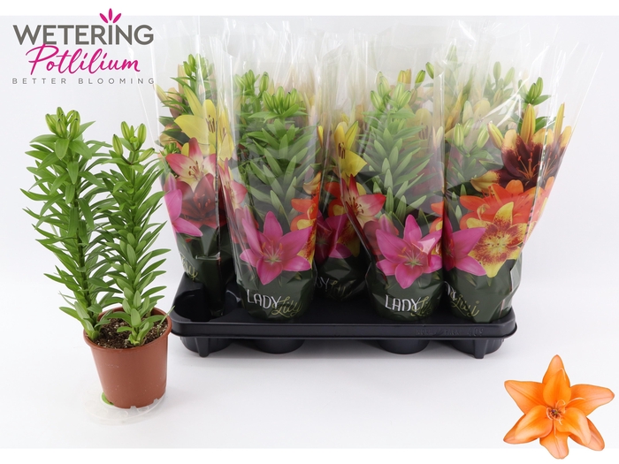 <h4>LIL AS TINY DO DUTCH</h4>