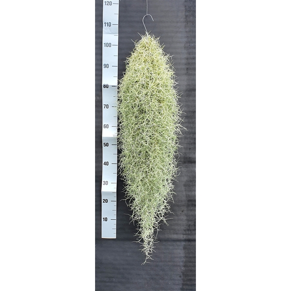 <h4>Tillandsia Usneoides Fine Silver</h4>