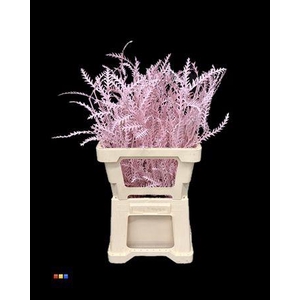 Grevillea Ivanhoe Light Pink