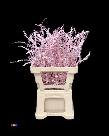 <h4>Grevillea Ivanhoe Light Pink</h4>