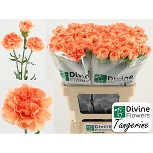 Dianthus ST 'Tangerine'