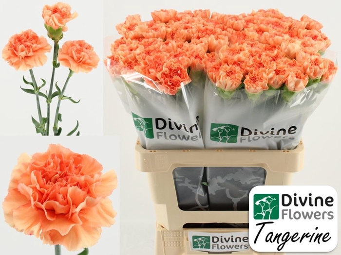 <h4>Dianthus ST 'Tangerine'</h4>