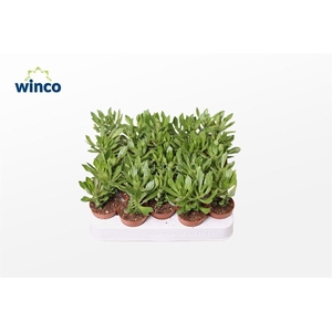 Monadenium Stapeloides