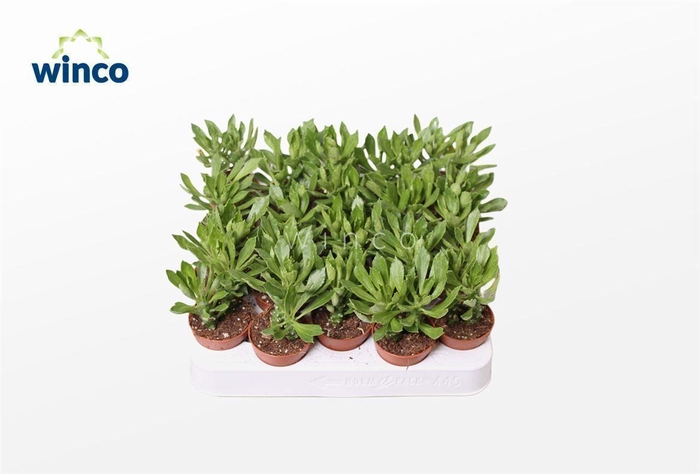 <h4>Monadenium Stapeloides</h4>