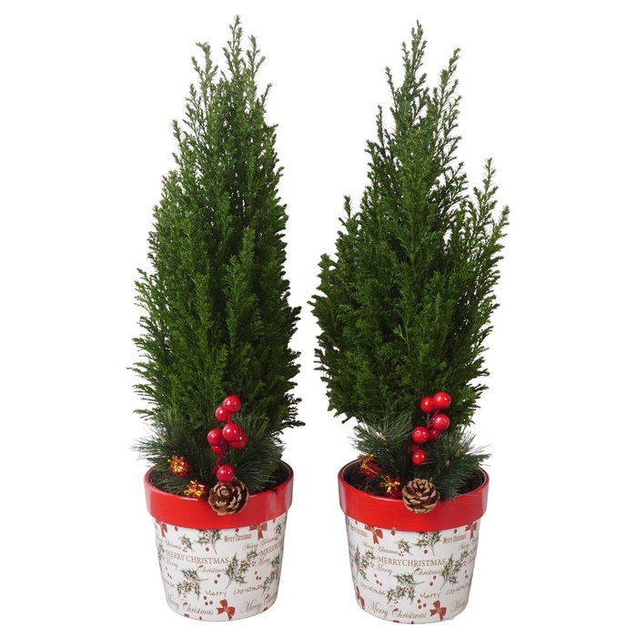 <h4>PTK25219 Ellwoodii in keramiek pot met decoratie</h4>