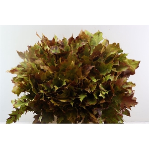 Quercus Rubra Vulcan
