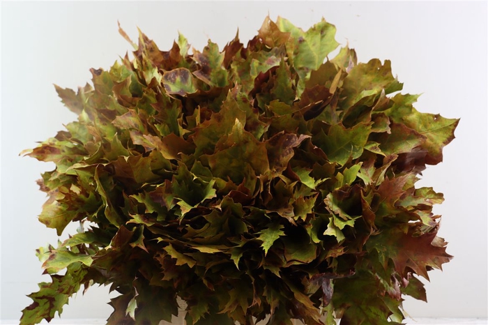 <h4>Quercus Rubra Vulcan</h4>