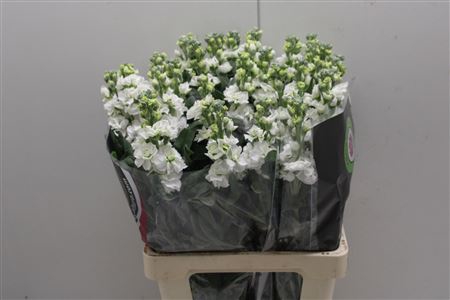 <h4>Matth Iron White X40</h4>