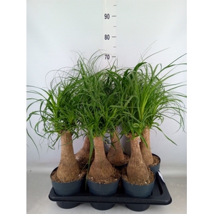 Beaucarnea recurvata