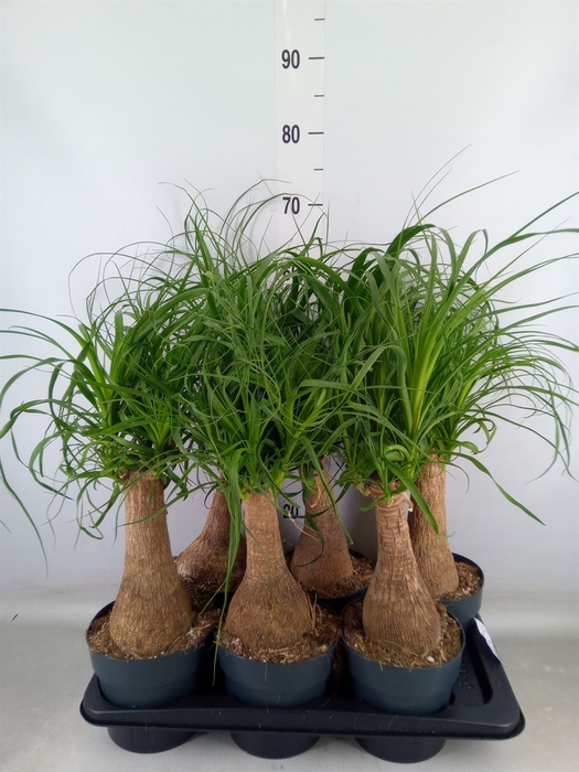 <h4>Beaucarnea recurvata</h4>