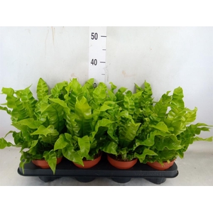 Asplenium nidus 'Crispy Wave'