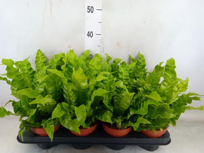 <h4>Asplenium nidus 'Crispy Wave'</h4>