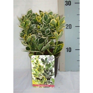 Euonymus japonicus mix