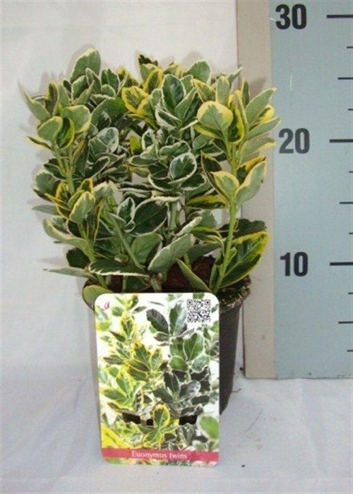 <h4>Euonymus japonicus mix</h4>