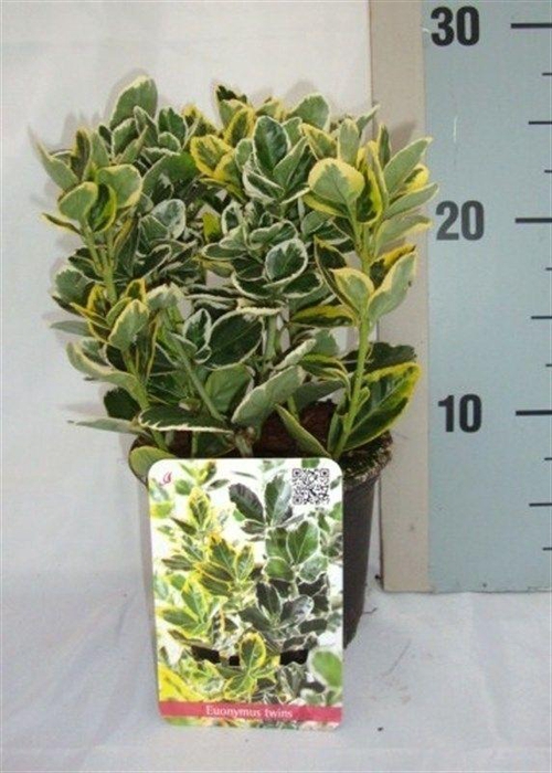 Euonymus japonicus gemengd