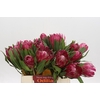 Protea Brenda