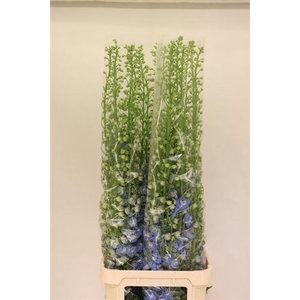 Delph Du Aurora L Blue