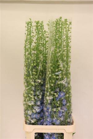 <h4>Delph Du Aurora L Blue</h4>